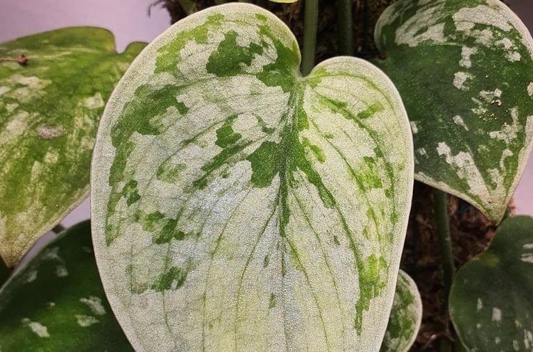 Scindapsus Silver Ann