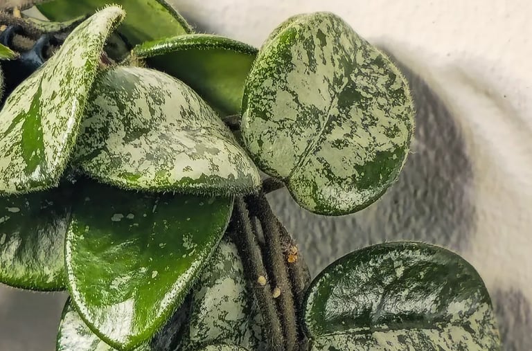 Hoya Mathilde Splash