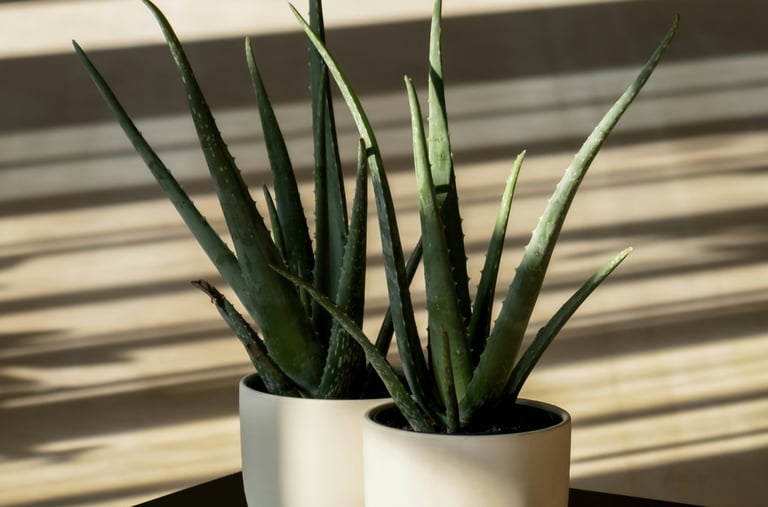 Aloe Vera pot plants