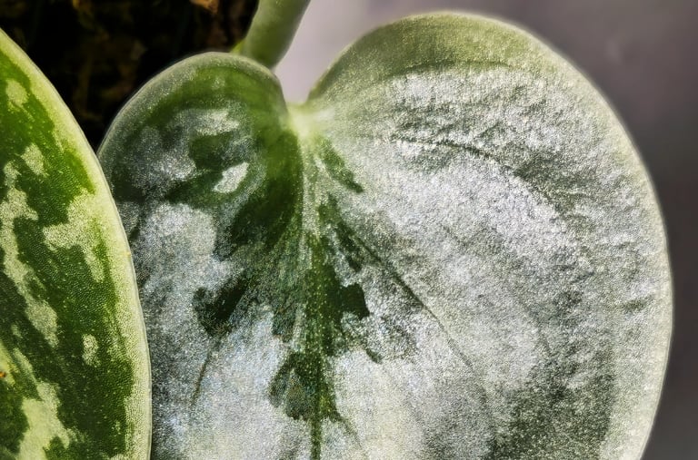 Scindapsus Silver Ann