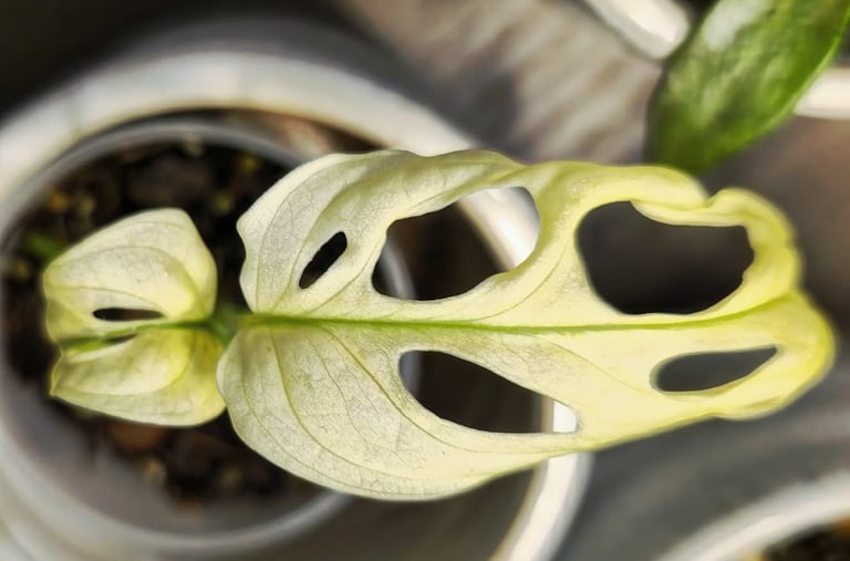 Monstera adansonii Albo Variegata almost all white plant