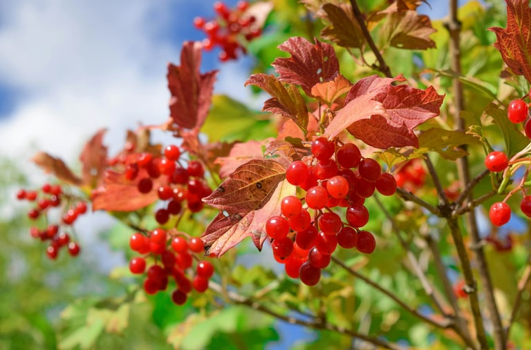 a bush red berries called Viburnum