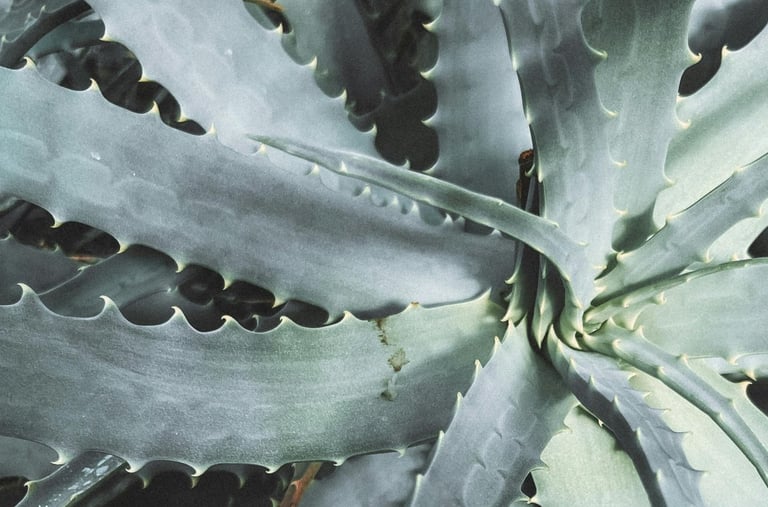 Aloe plant