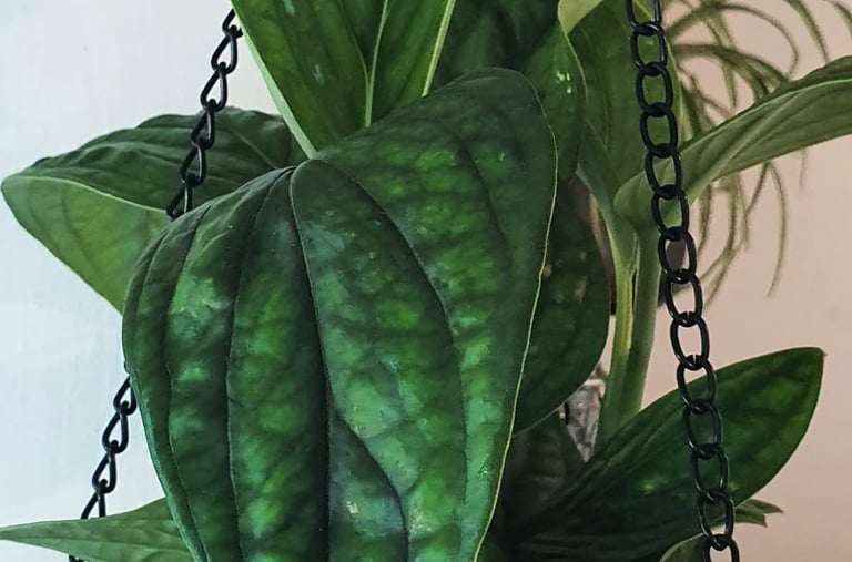 Monstera Peru