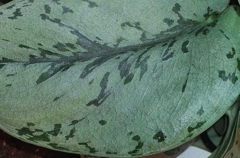 Scindapsus Silver Lady