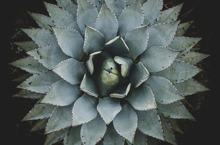 Agave cupreata plant