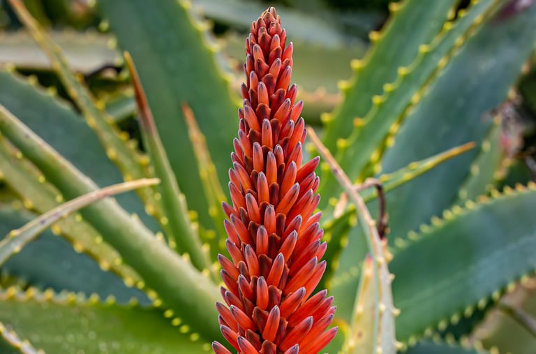 Red Aloe flower