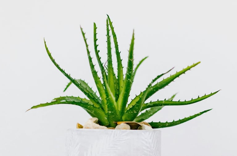 Aloe Vera