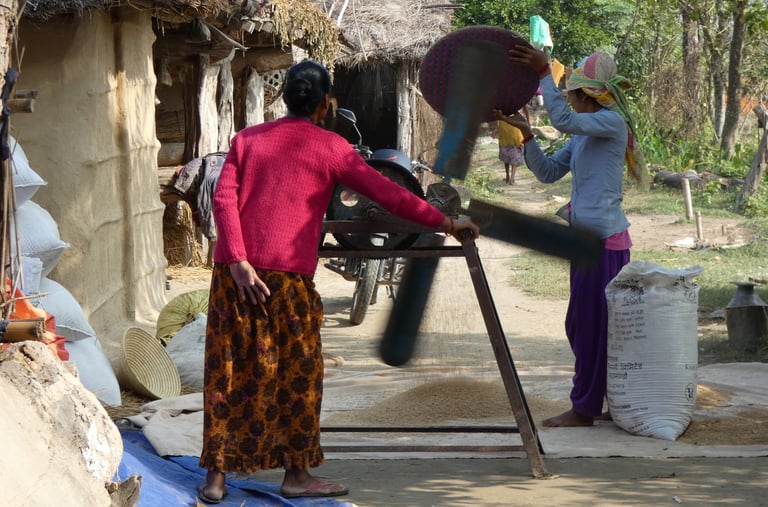 sorting rice with a fan in Thakurdwara