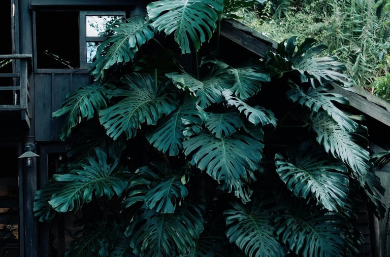 Mature Monstera deliciosa growing outdoors