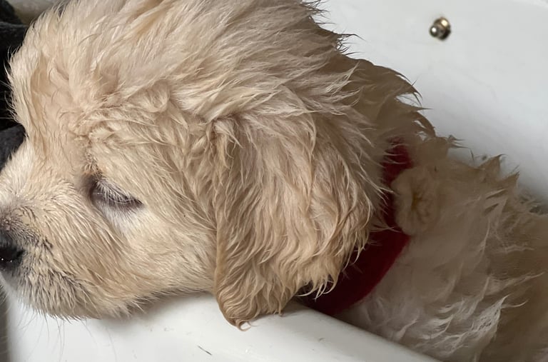 Sometimes an emergency bath is nessesary