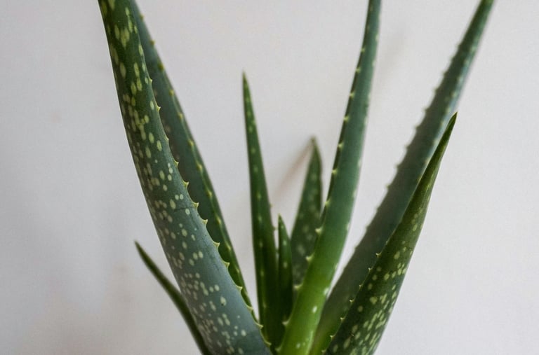 Aloe Vera