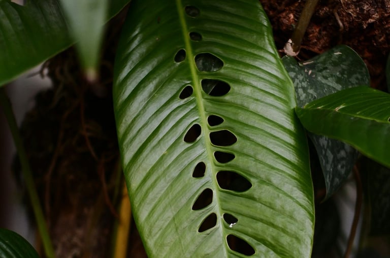 Rhapidophora foraminifera plant