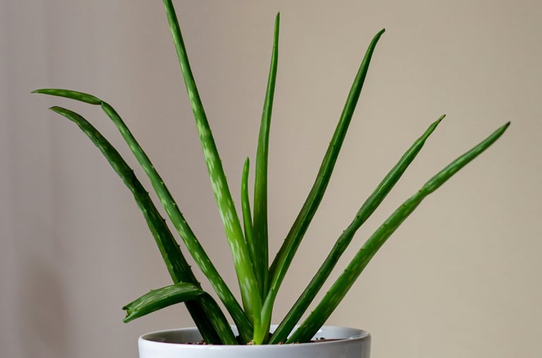 Aloe plant