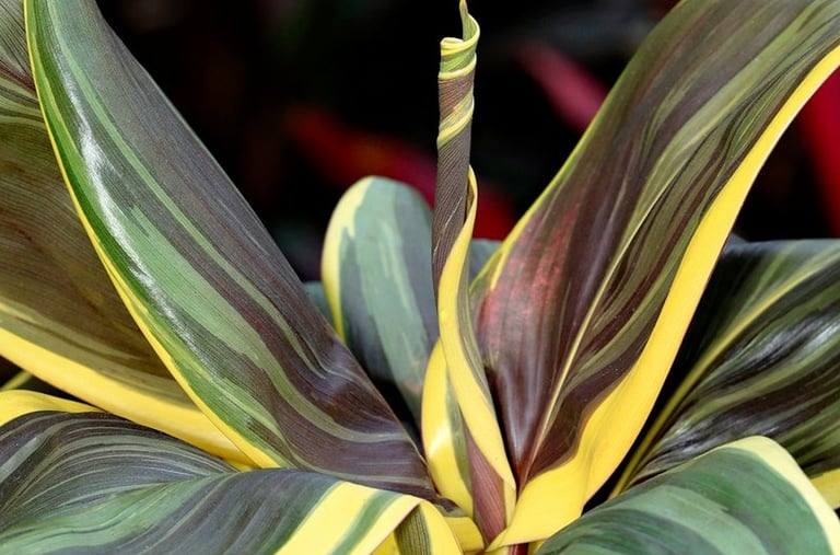 a thriller plant with big leaves in a container