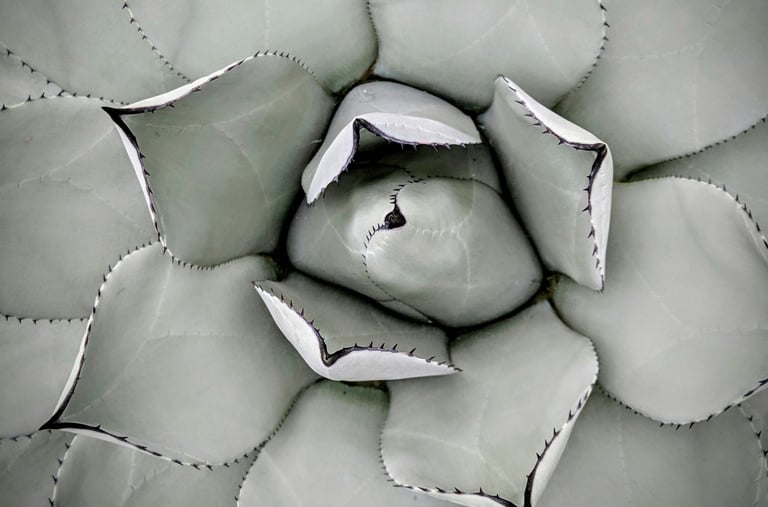 Agave Mescal plant