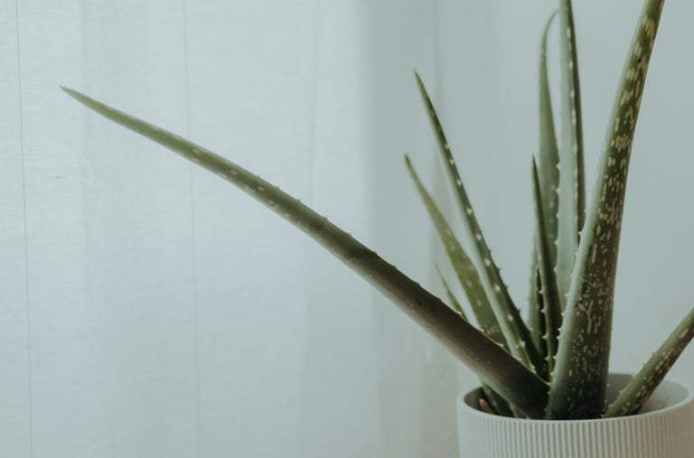 Aloe Vera