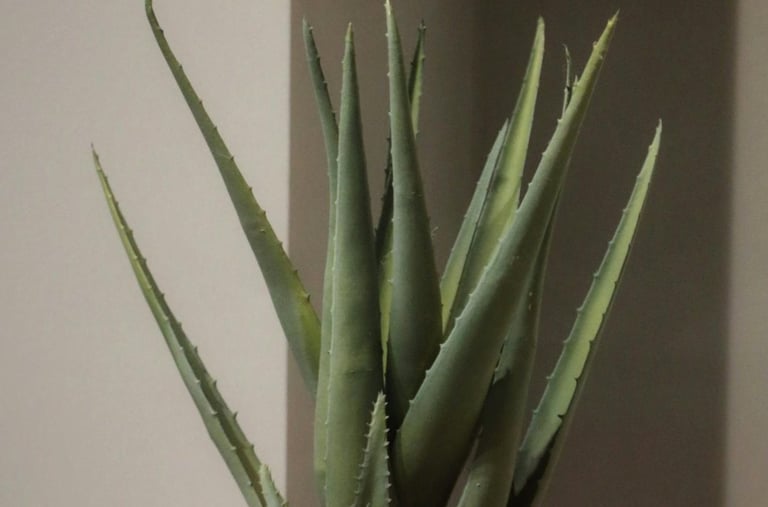 Aloe plant