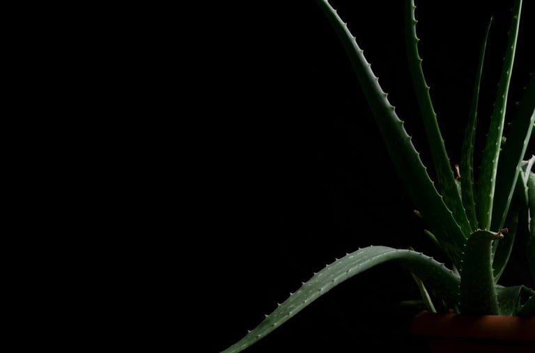 Aloe plant