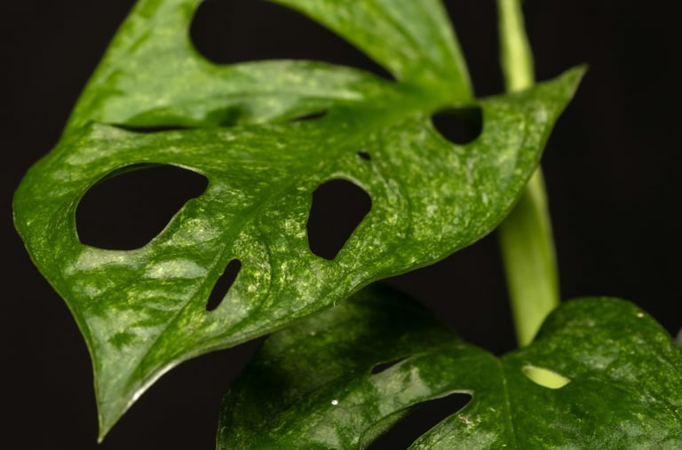 Monstera adansonii variegata European Mint