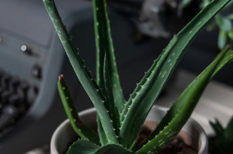 Aloe Vera plant