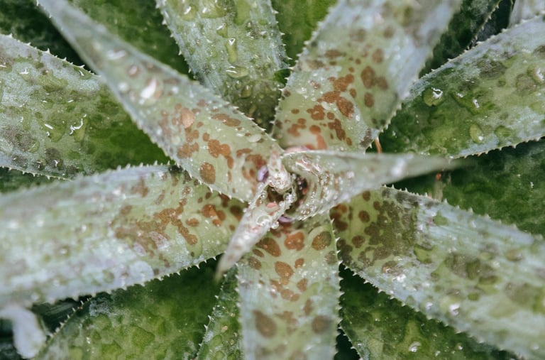 Mangave Pineapple Express Agave Hybrid