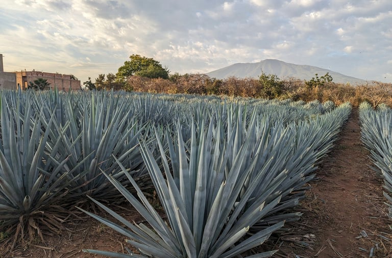 Commercial field of Agave plants