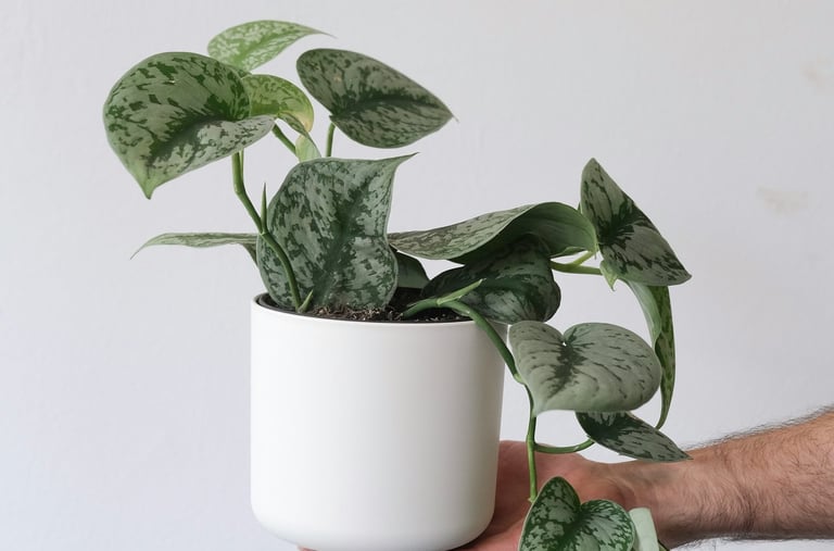 Scindapsus Exotica