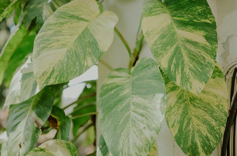 Mature Epipremnum aureum Hawaiian leaves