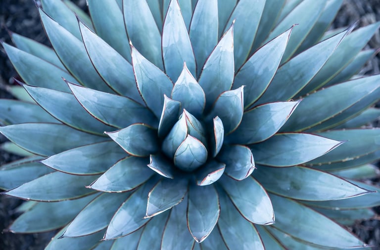 Agave Blue Glow plant