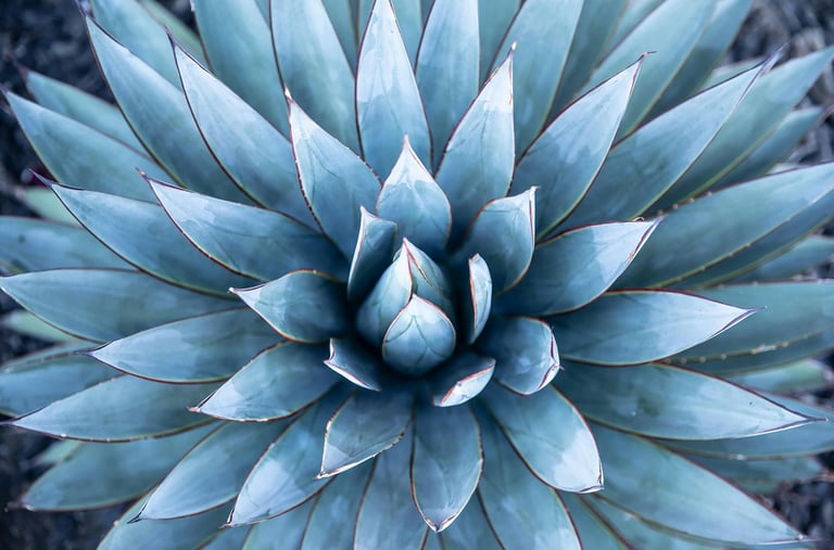 Agave Blue Glow plant