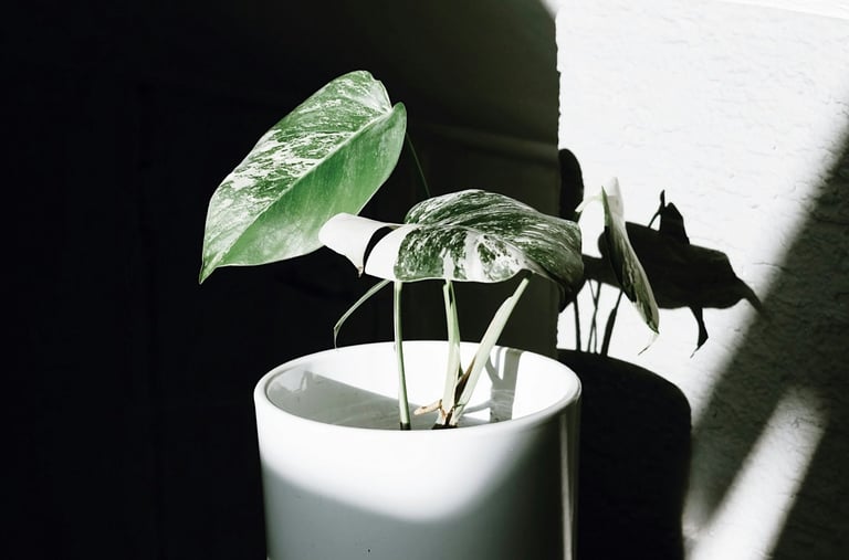 Monstera Albo Variegata