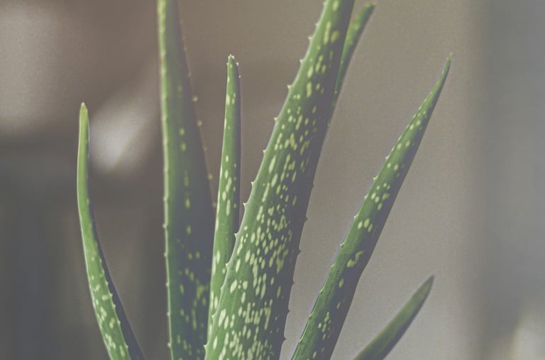 Aloe houseplant
