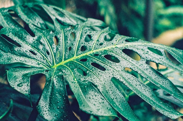 Mature Monstera Thai Constellation fenestrated leaf