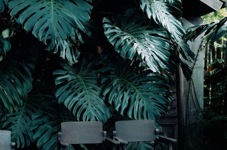 Mature Monstera deliciosa growing outdoors