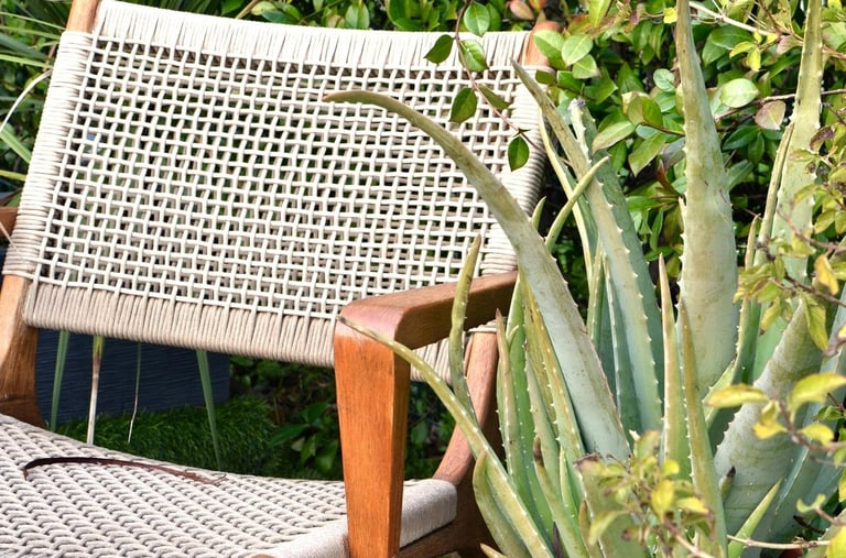 Aloe plant