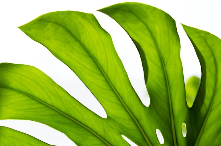 Monstera deliciosa leaf close up 