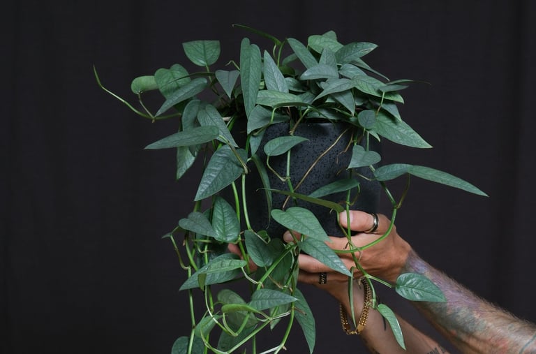 Epipremnum Cebu Blue