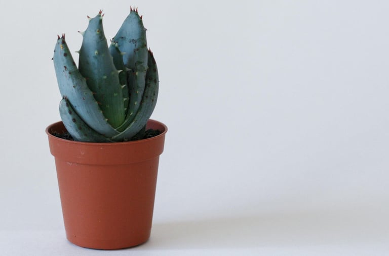 Agave pup in plastic pot