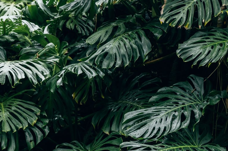 Fully fenestrated Monstera deliciosa plant