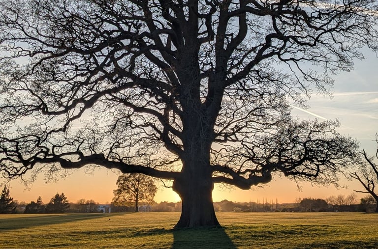 Tree - Emotional Attunement