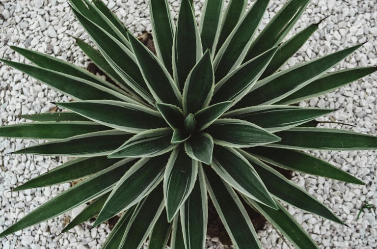 Agave angustifolia Variegata