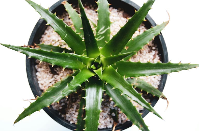 Aloe Vera plant