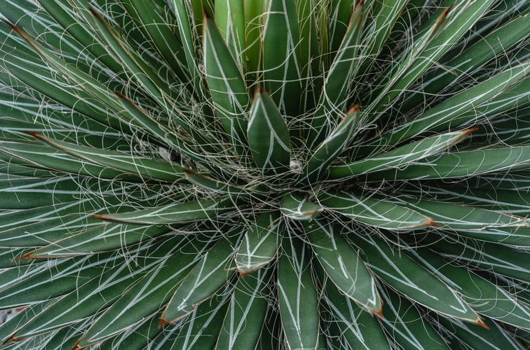 Agave Filifera plant