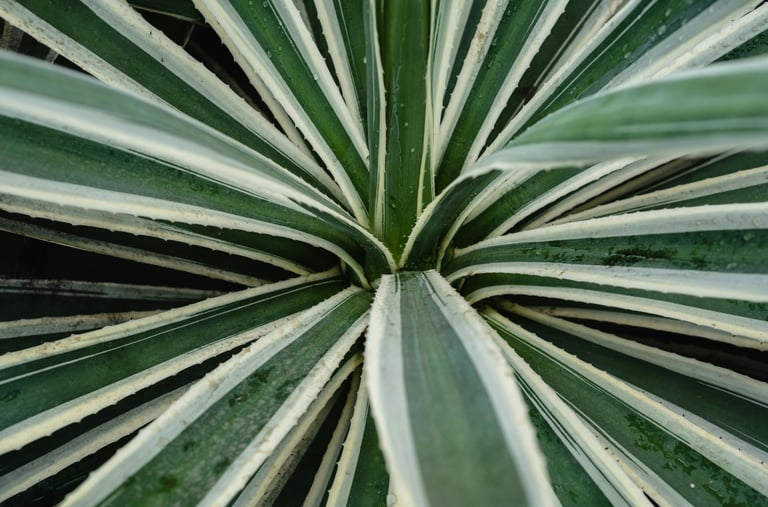Agave angustifolia Variegata plant