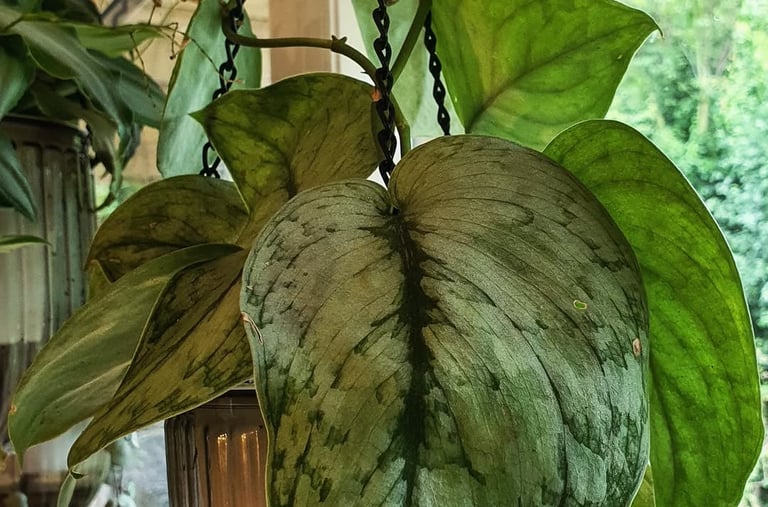 Scindapsus Silver Cloud
