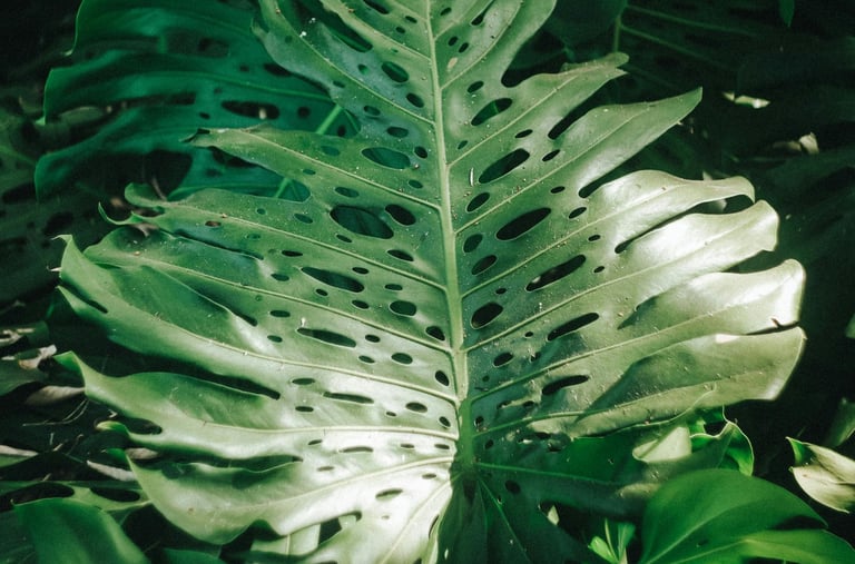 Mature fully fenestrated Monstera deliciosa plant