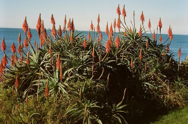Outdoor Aloe plants in flower
