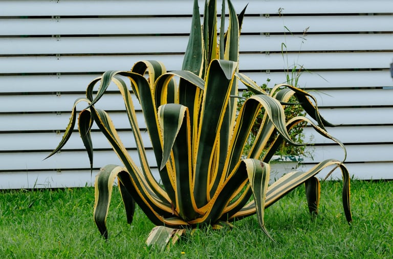 Agave Americana Variegata