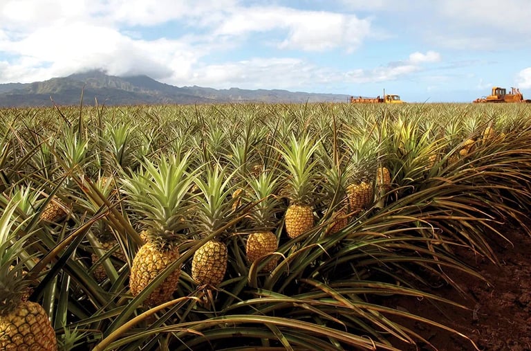 pineapple farm
